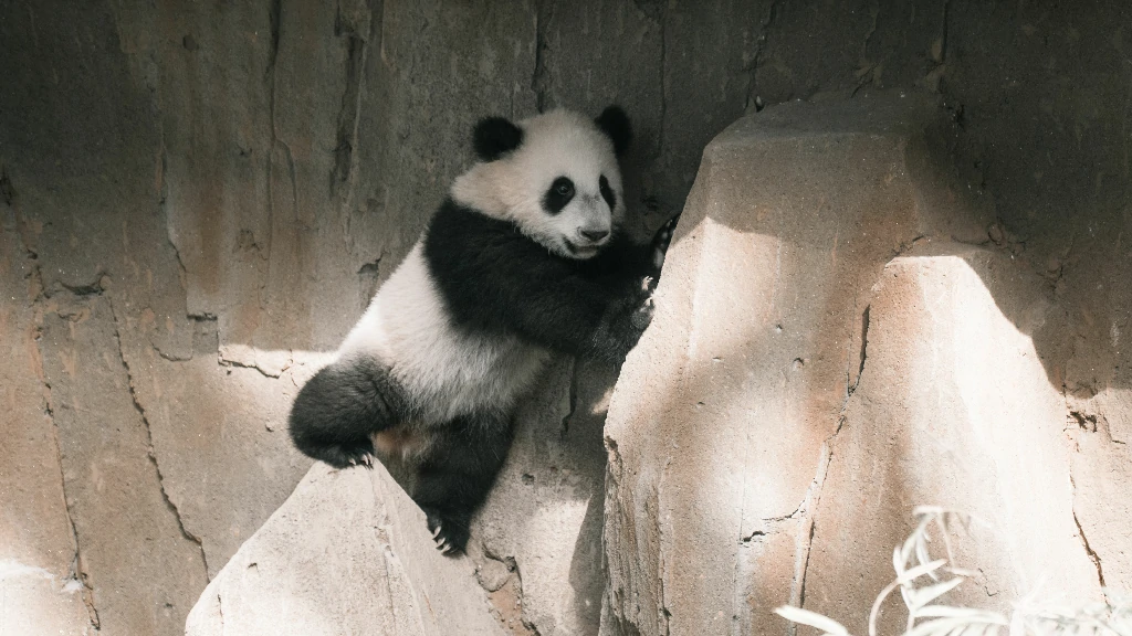 Thuật toán Google Panda kiểm soát chất lượng nội dung 1