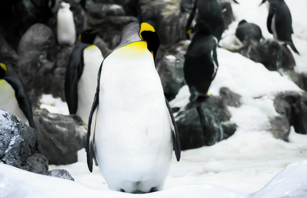 Thuật toán Google Penguin rà soát chất lượng liên kết